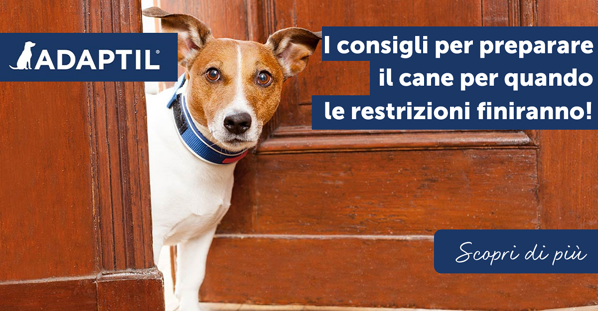 I consigli per preparare il cane per quando le restrizioni finiranno!
