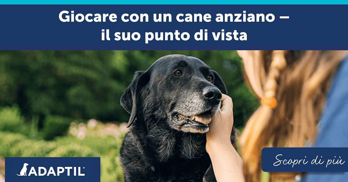 Giocare con un cane anziano - il suo punto di vista