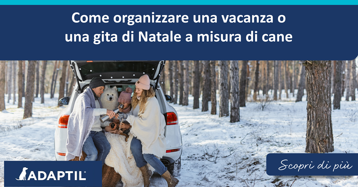Come organizzare una vacanza o una gita di Natale a misura di cane