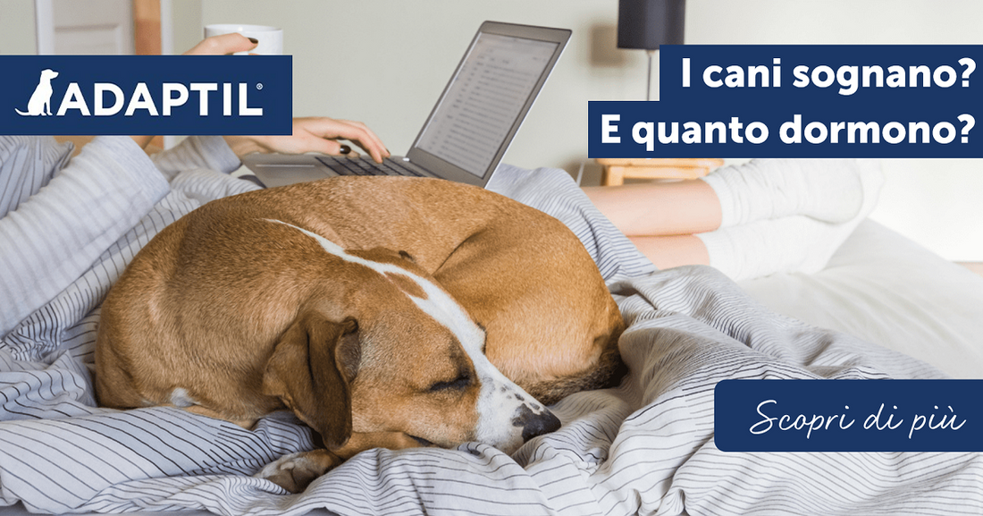 I cani sognano? E quanto dormono?