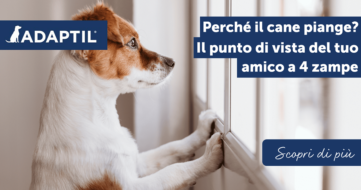 Perché il cane piange? Il punto di vista del tuo amico a 4 zampe