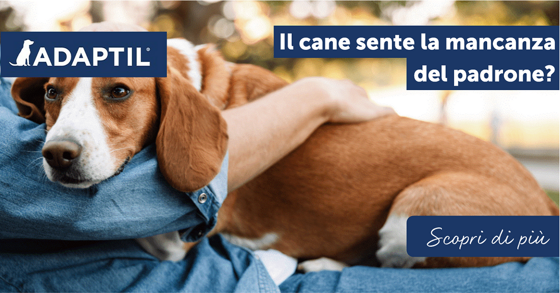 Il cane sente la mancanza del padrone?