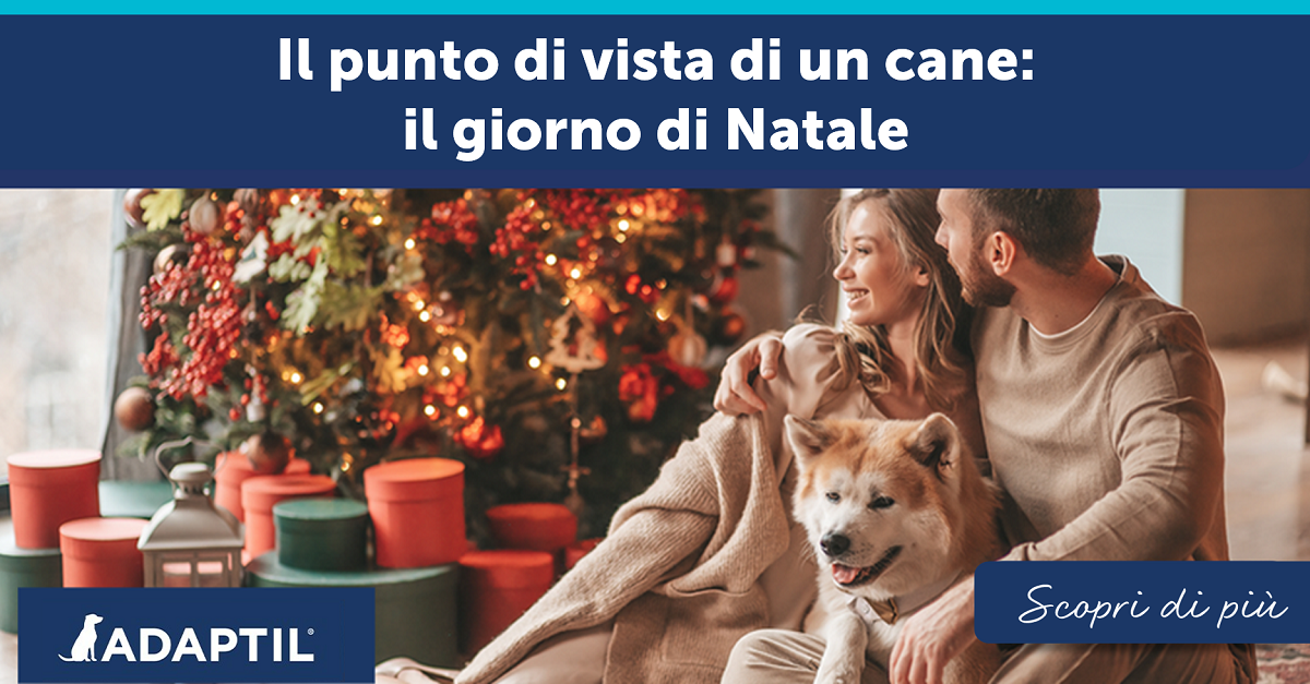 Il punto di vista di un cane: il giorno di Natale