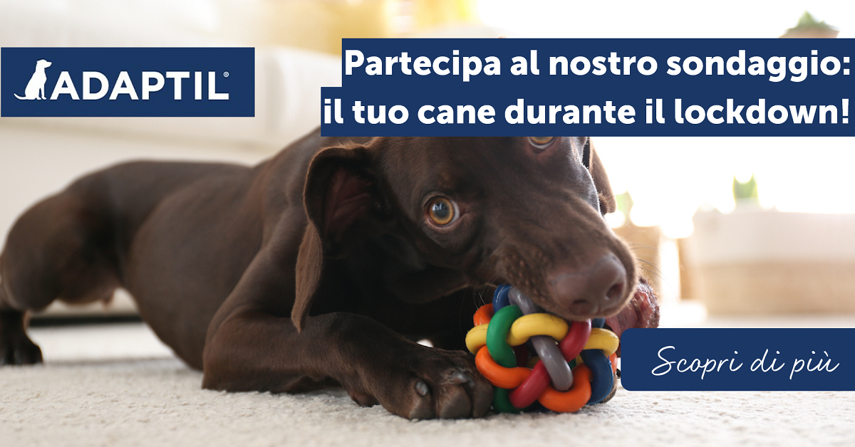 Partecipa al nostro sondaggio: Il tuo cane durante il lockdown!
