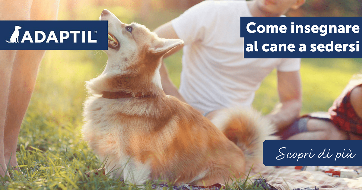 Come insegnare al cane a sedersi