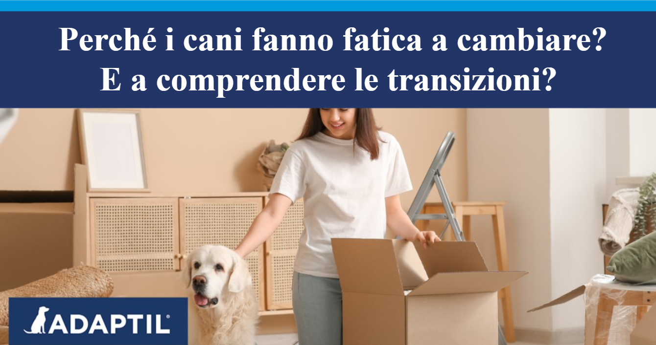 Giovane donna che accarezza un labrador circondata da scatole di cartone mentre si trasferiscono a casa.