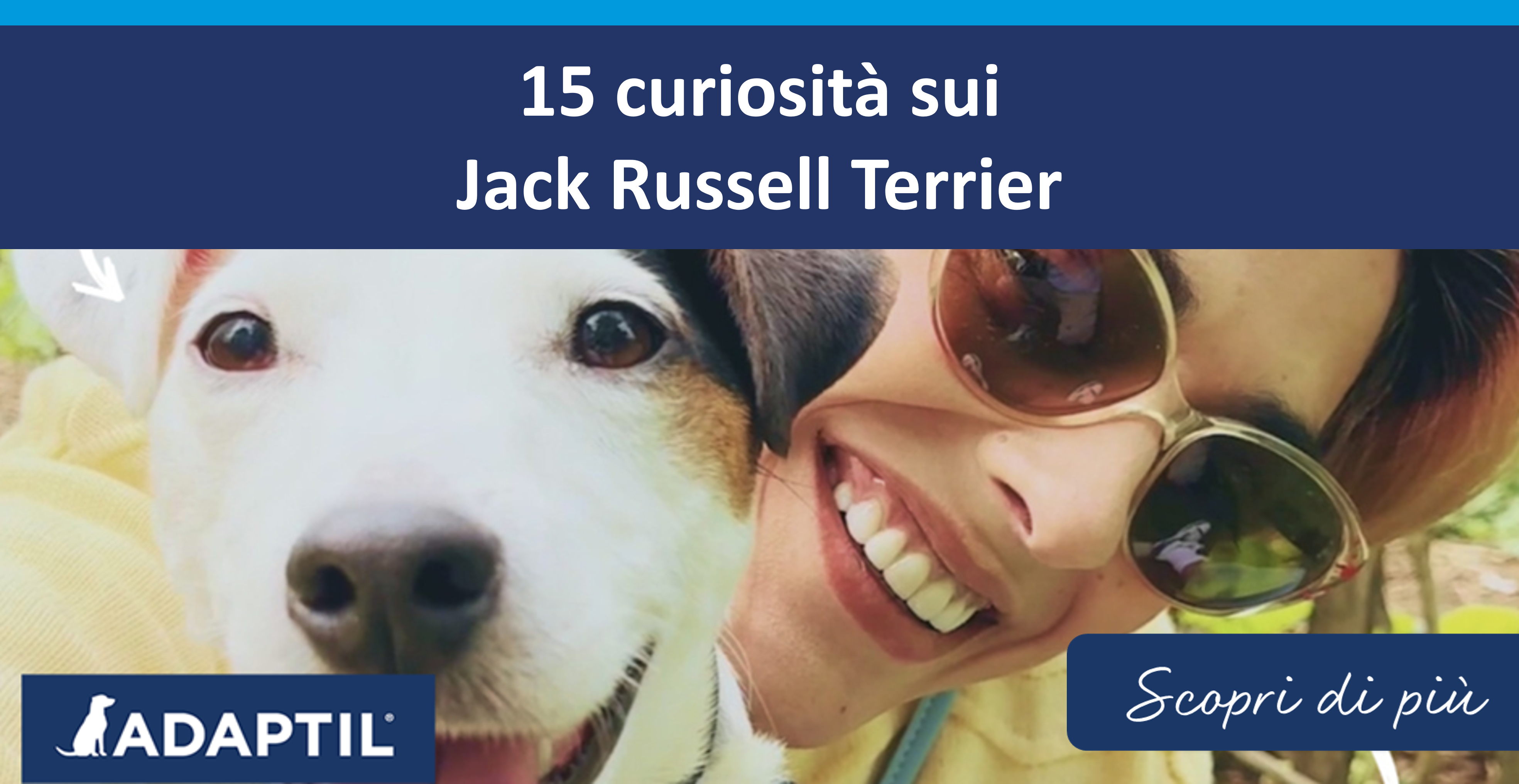15 curiosità sui Jack Russell Terrier