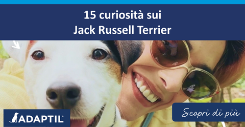 15 curiosità sui Jack Russell Terrier