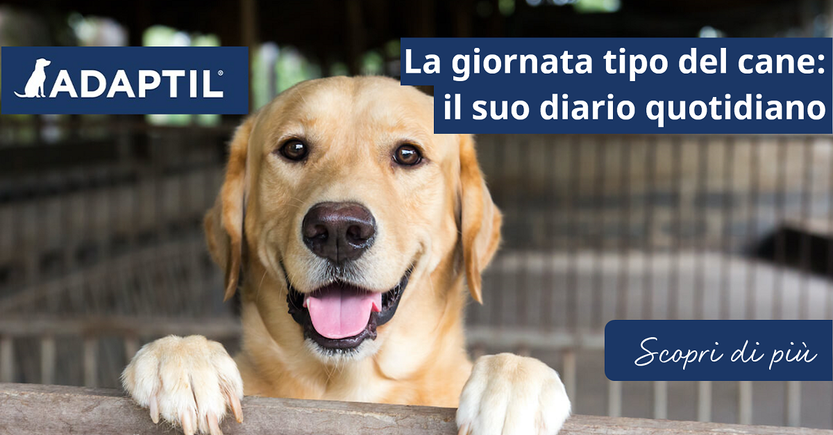 La giornata tipo del cane: il suo diario quotidiano
