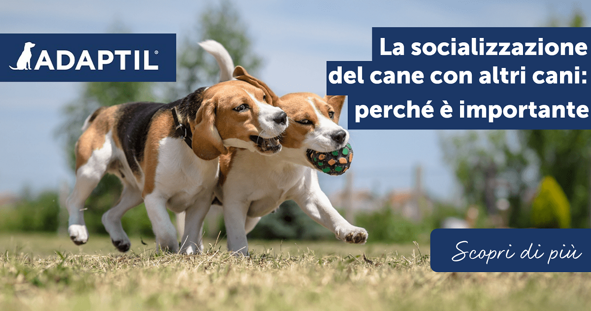 La socializzazione del cane con altri cani: perché è importante