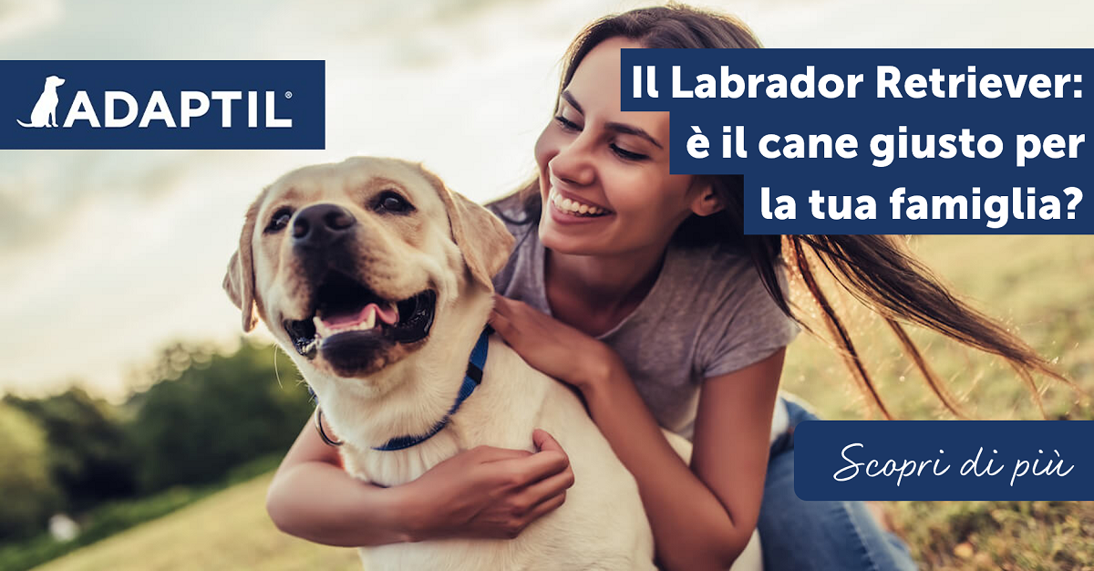Il Labrador Retriever: è il cane giusto per la tua famiglia?