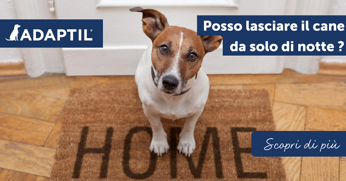 Posso lasciare il cane da solo di notte?
