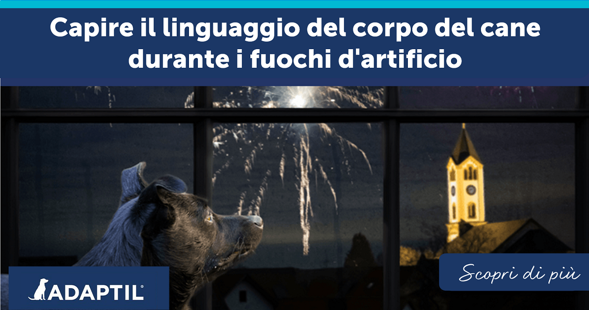Capire il linguaggio del corpo del cane durante i fuochi d'artificio