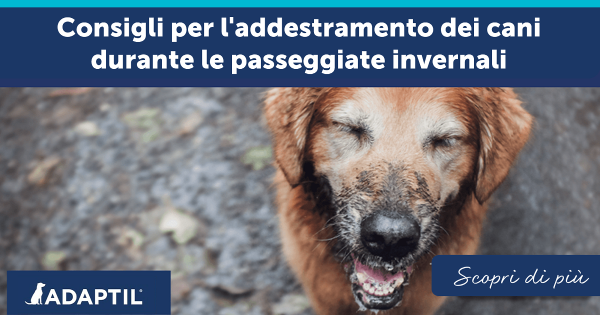 Consigli per l'addestramento dei cani durante le passeggiate invernali