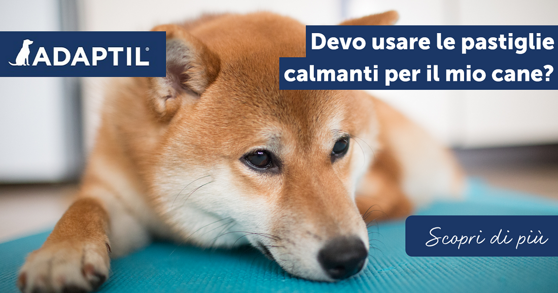 Devo usare le pastiglie calmanti per il mio cane?