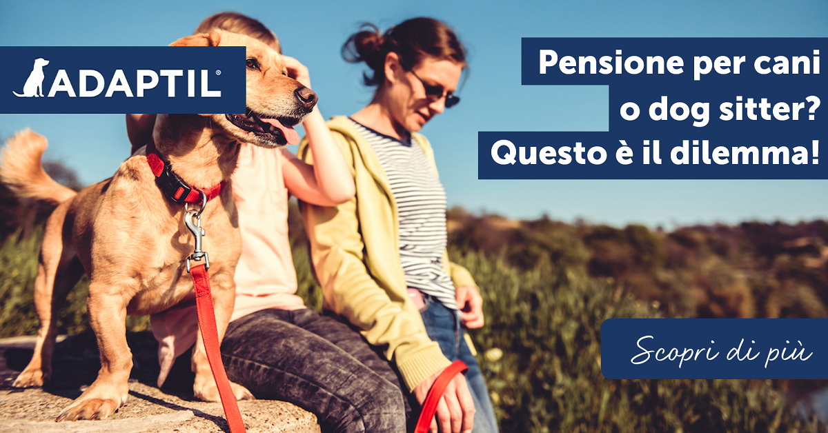 Pensione per cani o dog sitter? Questo è il dilemma!