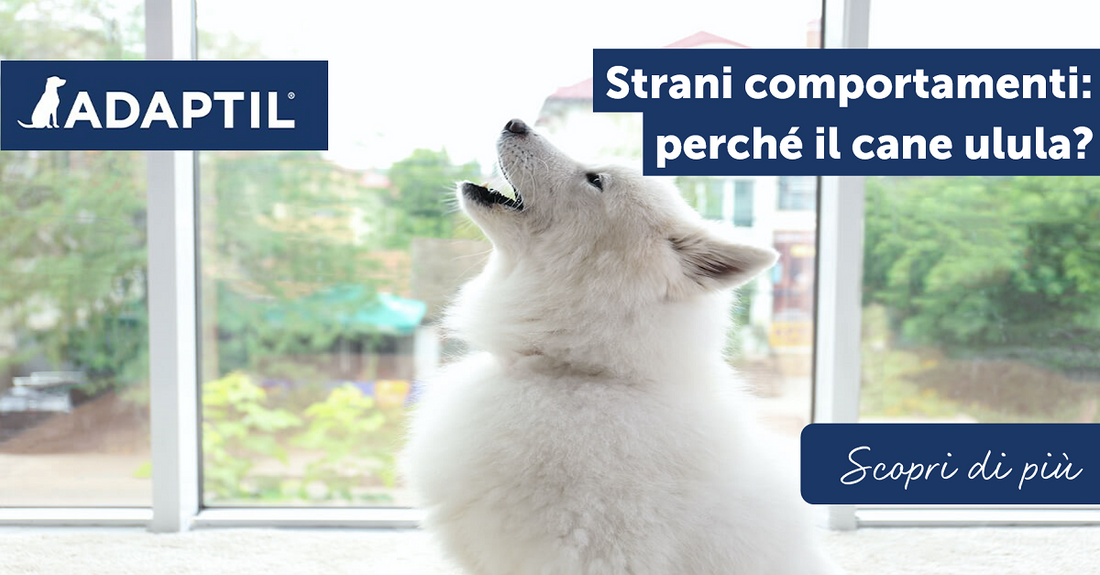 Strani comportamenti: perché il cane ulula?