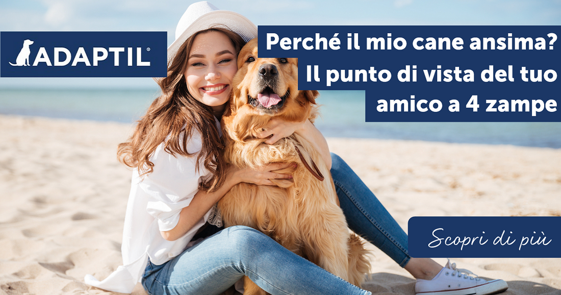 Perché il mio cane ansima? Il punto di vista del tuo amico a 4 zampe