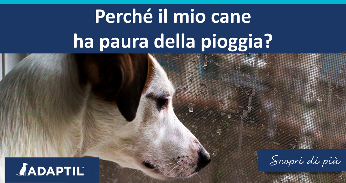 Perché il mio cane ha paura della pioggia?