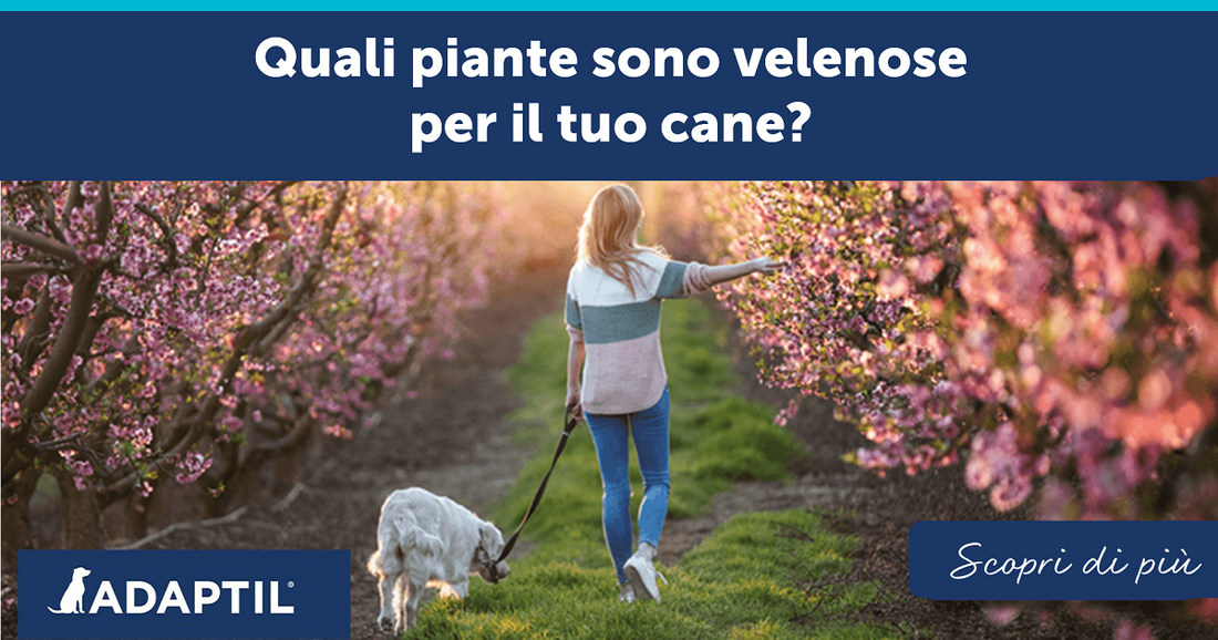 Quali piante sono velenose per il tuo cane?