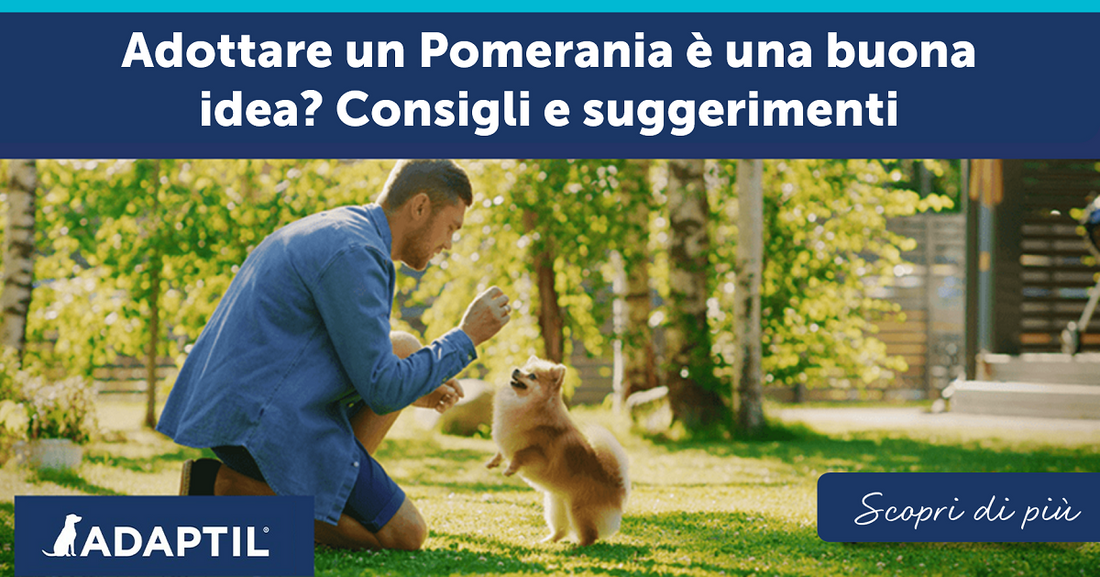 Adottare un Pomerania è una buona idea? Consigli e suggerimenti