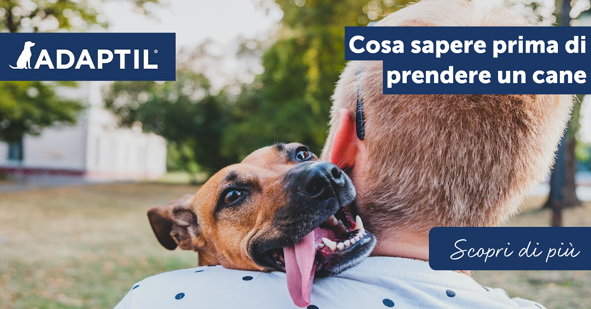 Cosa sapere prima di prendere un cane