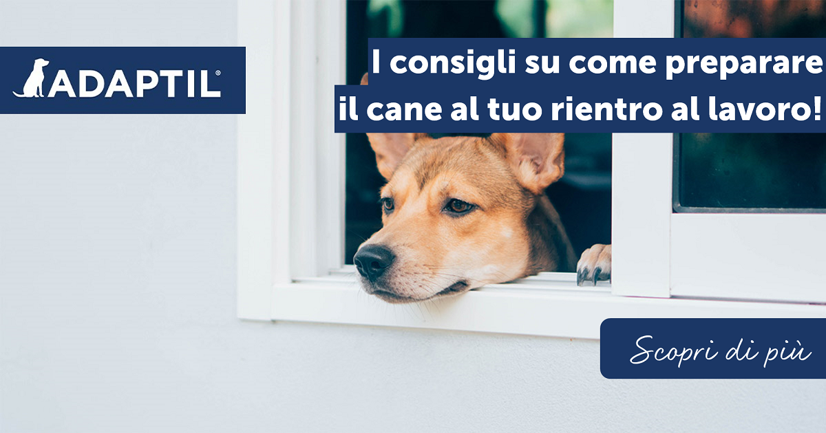 I consigli su come preparare il cane al tuo rientro al lavoro!
