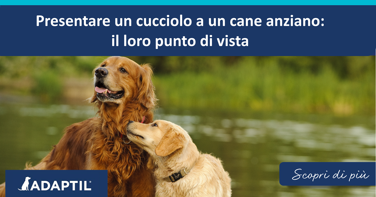 Presentare un cucciolo a un cane anziano: il loro punto di vista