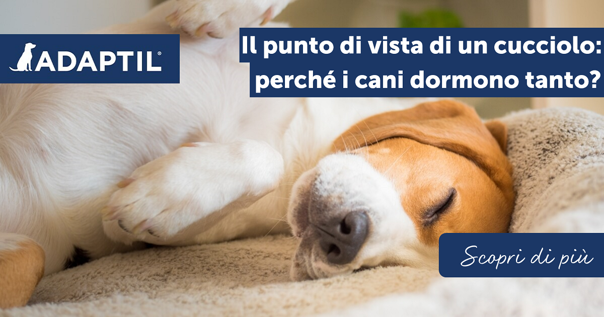 Il punto di vista di un cucciolo: perché i cani dormono tanto?