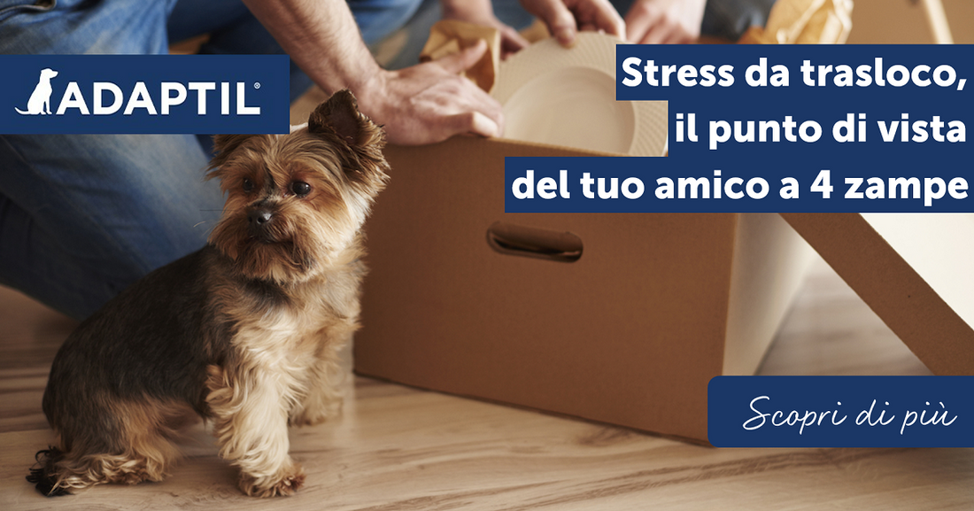 Stress da trasloco, il punto di vista del tuo amico a 4 zampe.