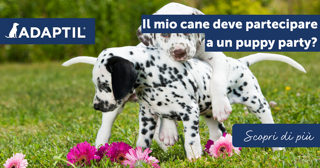 Il mio cane deve partecipare a un puppy party?