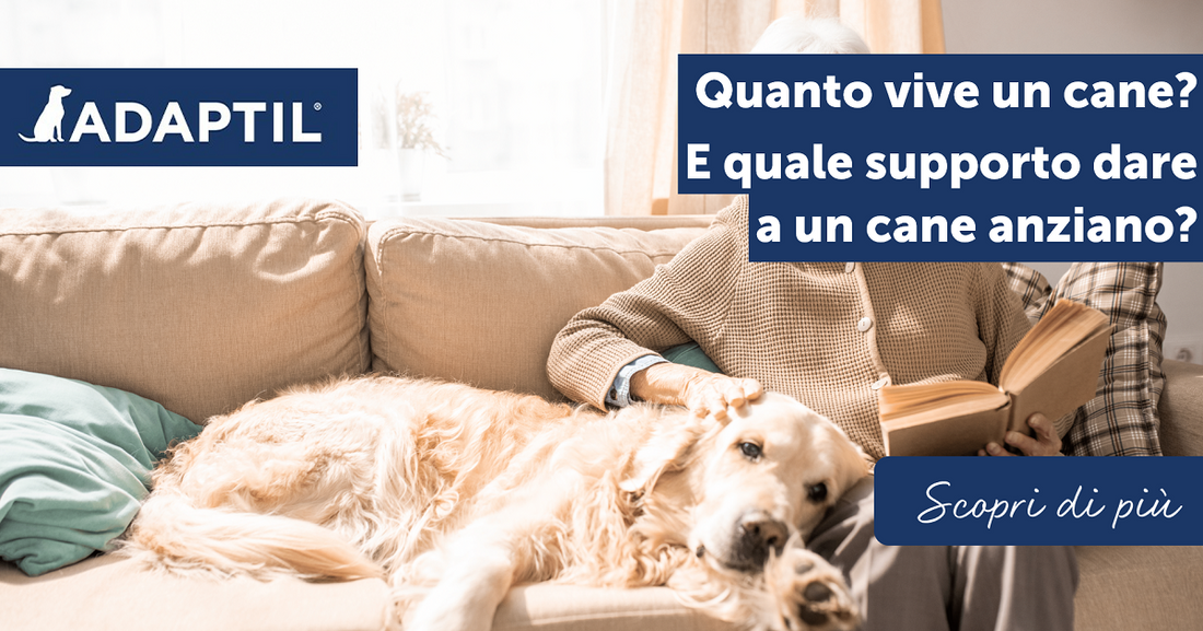 Quanto vive un cane? E quale supporto dare a un cane anziano?