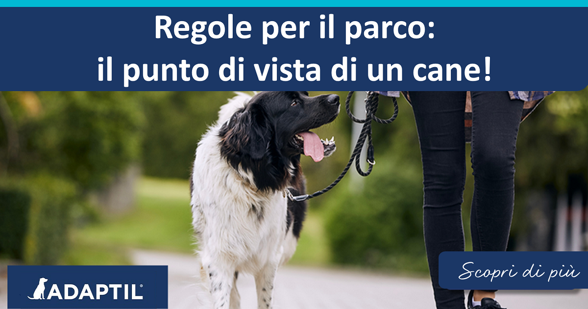 Regole per il parco: il punto di vista di un cane!