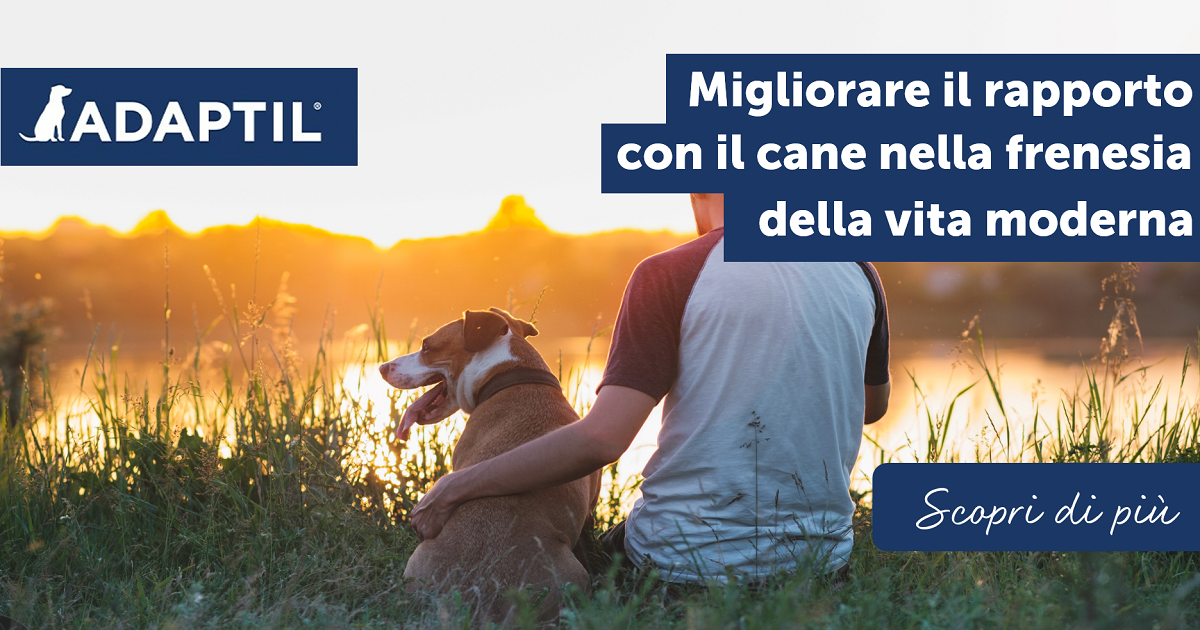 Migliorare il rapporto con il cane nella frenesia della vita moderna