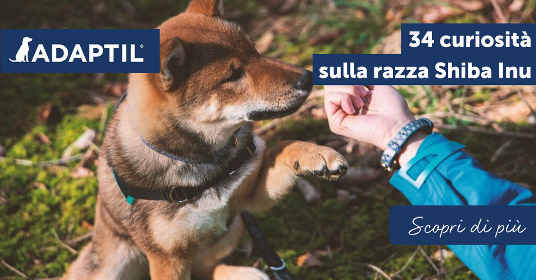 34 curiosità sulla razza Shiba Inu