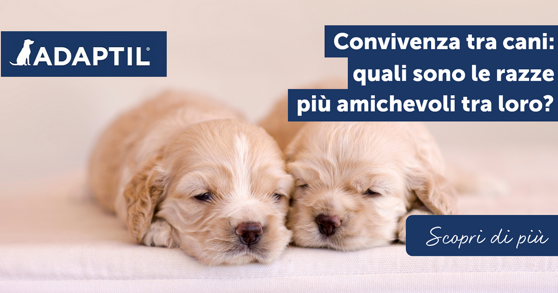 Convivenza tra cani: quali sono le razze più amichevoli tra loro?