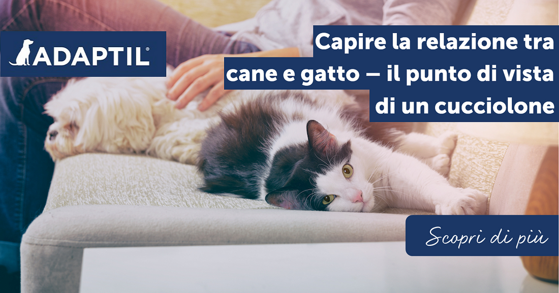 Capire la relazione tra cane e gatto – il punto di vista di un cucciolone