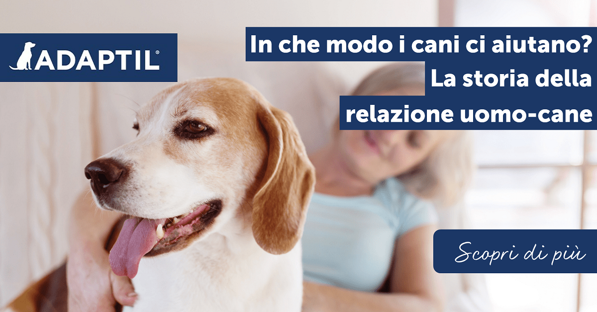 In che modo i cani ci aiutano? La storia della relazione uomo-cane