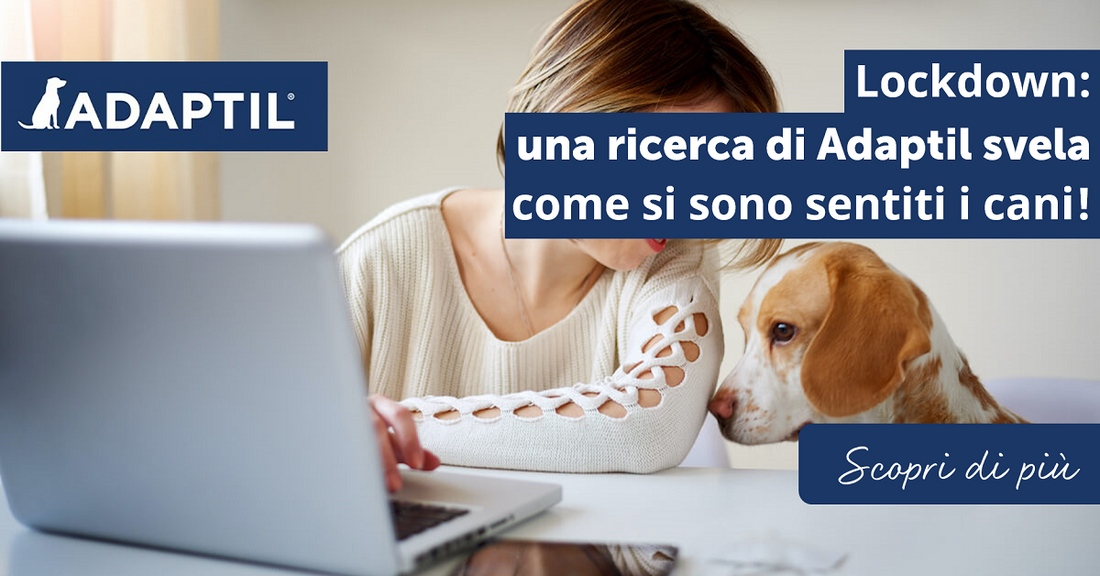 Lockdown: Una ricerca di Adaptil svela come si sono sentiti i cani!