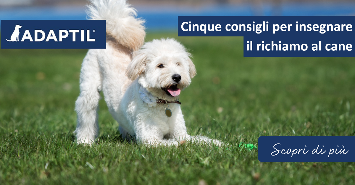 Cinque consigli per insegnare il richiamo al cane