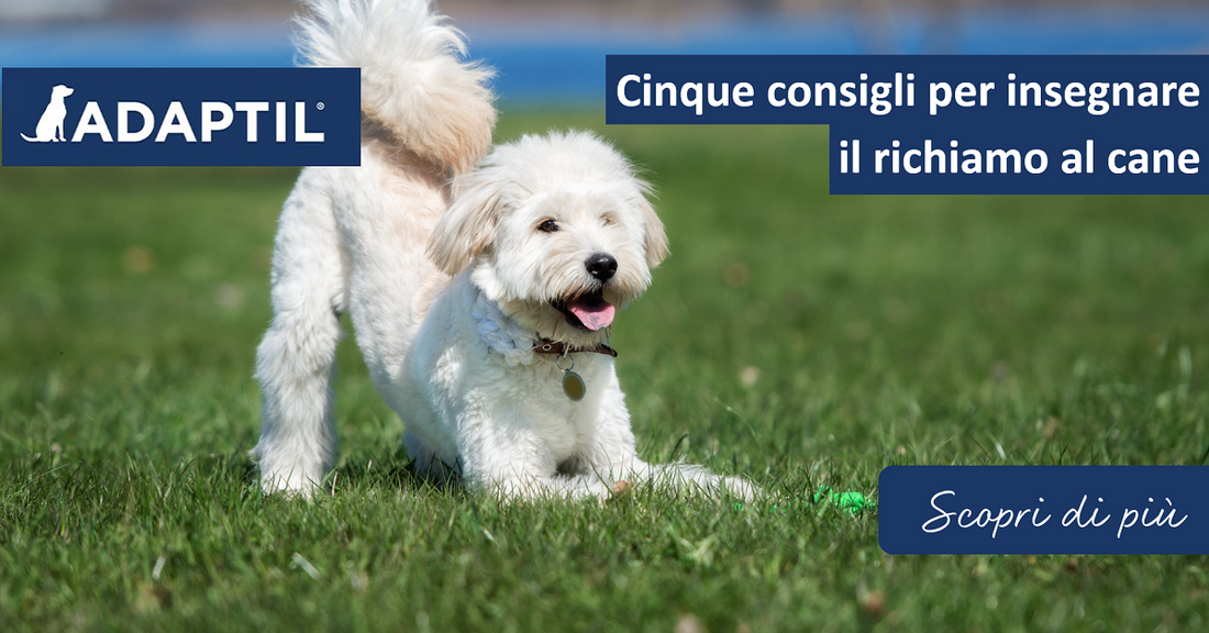 Cinque consigli per insegnare il richiamo al cane