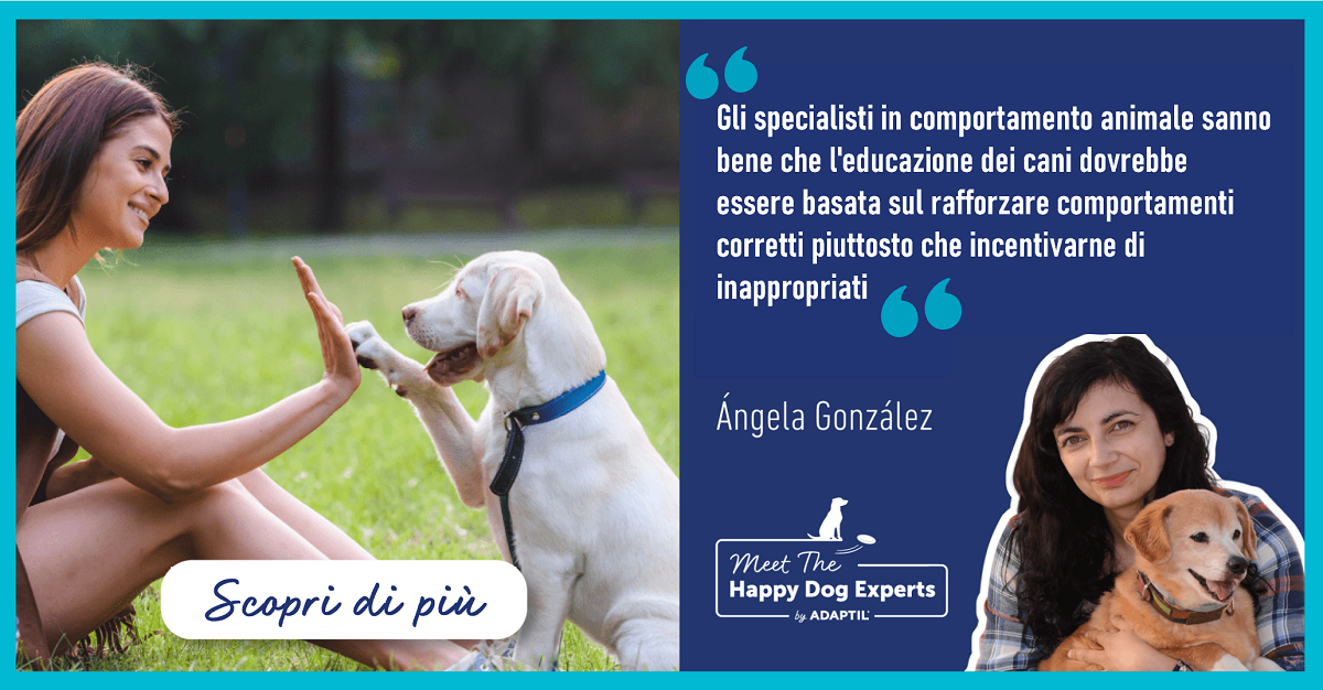 Cos'è l'addestramento con rinforzo positivo e perché praticarlo?