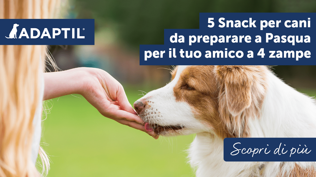 5 snack per cani da preparare a Pasqua per il tuo amico a 4 zampe