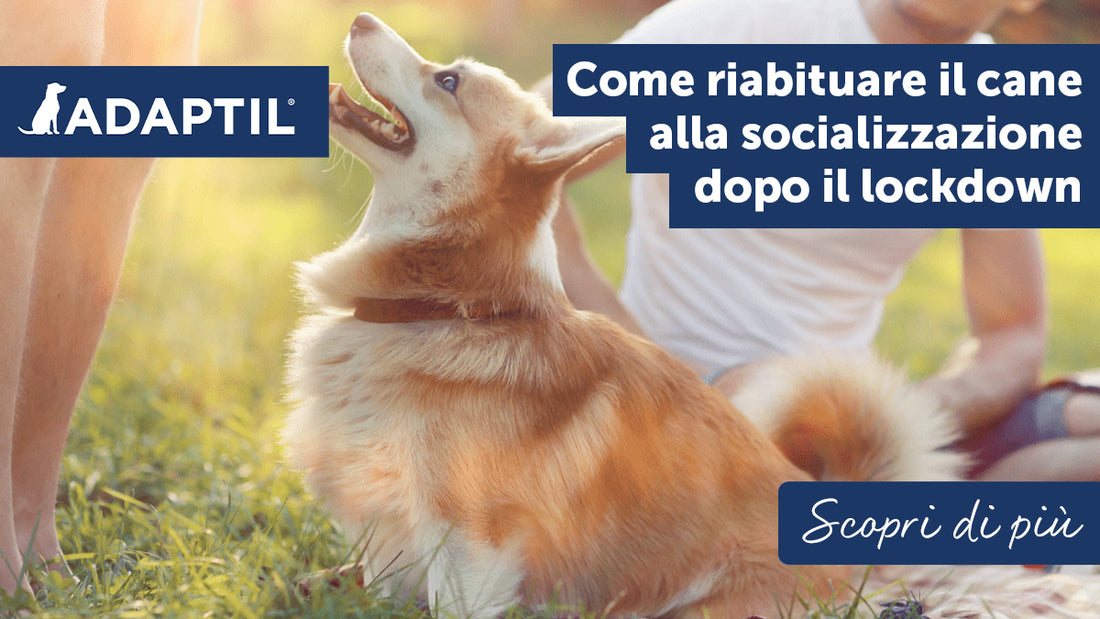 Come riabituare il cane alla socializzazione dopo il lockdown