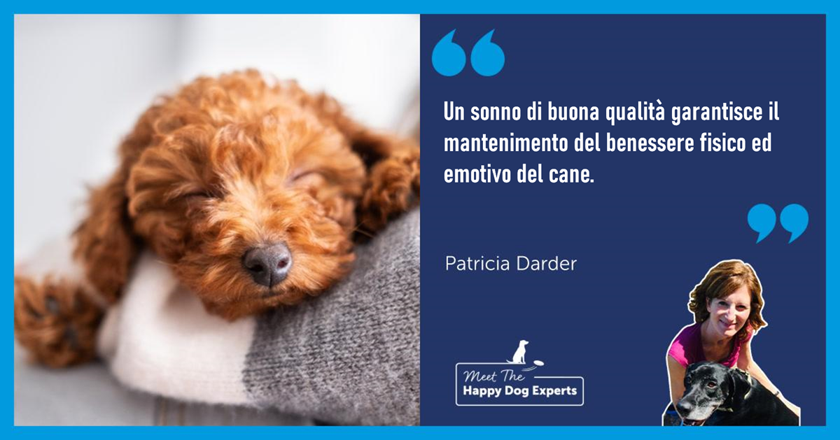 L'importanza del sonno per i cani: ce lo spiega il nostro esperto