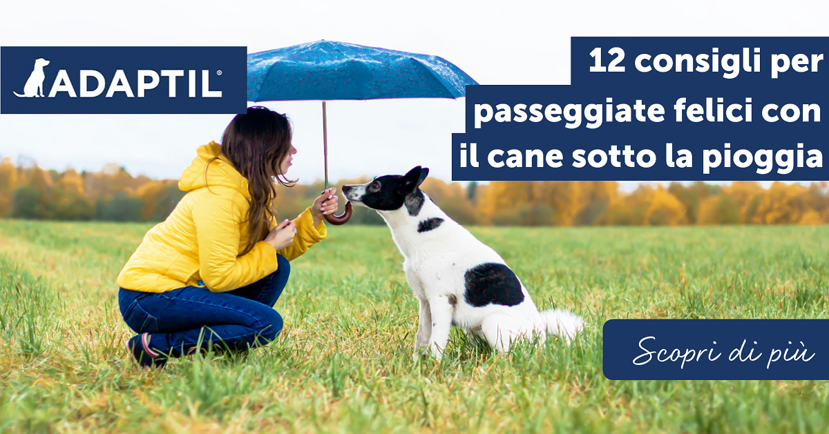 12 consigli per passeggiate felici con il cane sotto la pioggia