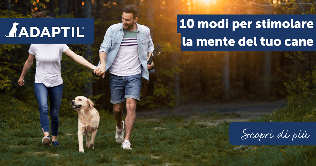 10 modi per stimolare la mente del tuo cane