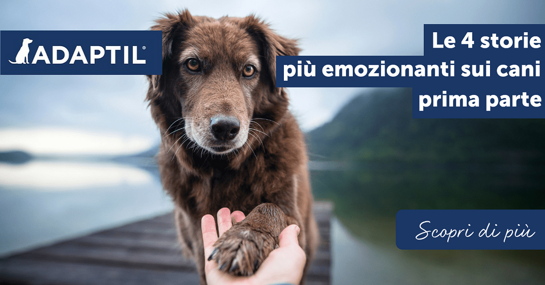 Le 4 storie più emozionanti sui cani – prima parte