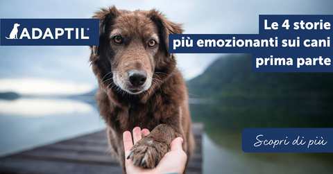 Le 4 storie più emozionanti sui cani – prima parte