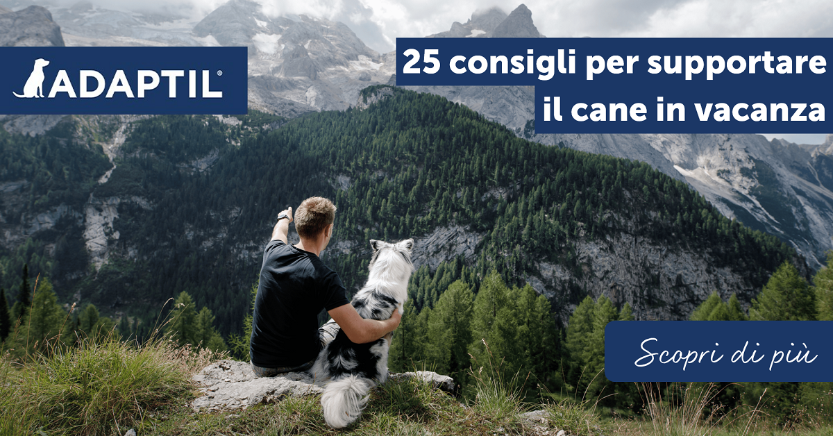 25 consigli per supportare il cane in vacanza